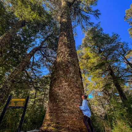 araucaria madre